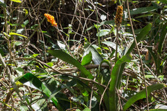 Aechmea comata