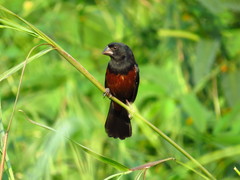 Sporophila angolensis