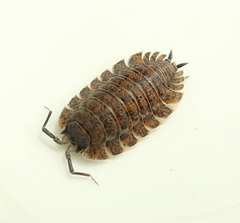 Trachelipus nodulosus