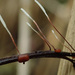 Typhula erythropus - Photo (c) Иван Матершев, algunos derechos reservados (CC BY-NC), subido por Иван Матершев