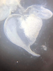 Trachelipus nodulosus