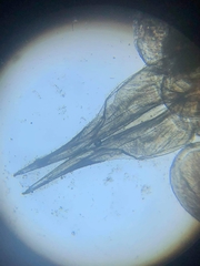 Trachelipus nodulosus