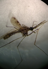 Anopheles punctimacula