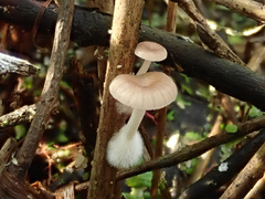 Candolleomyces typhae