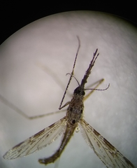 Anopheles punctimacula