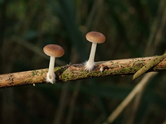 Candolleomyces typhae