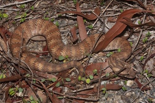 Northern death adder, Acanthophis praelongus