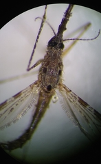 Anopheles punctimacula