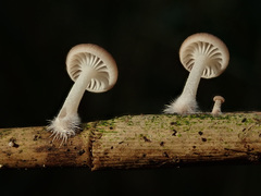Candolleomyces typhae