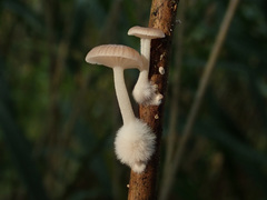 Candolleomyces typhae