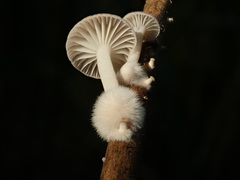 Candolleomyces typhae