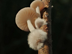 Candolleomyces typhae
