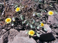 Chaetanthera chilensis