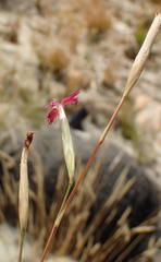 Dianthus bolusii