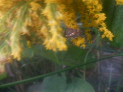 Hymenia perspectalis