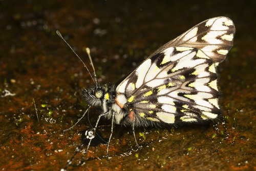 Catasticta philothea