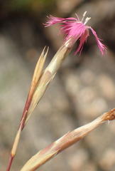 Dianthus bolusii