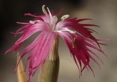 Dianthus bolusii