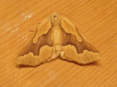 Sabulodes edwardsata