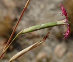 Dianthus bolusii