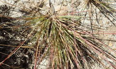 Dianthus bolusii