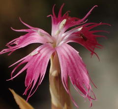 Dianthus bolusii