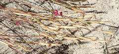 Dianthus bolusii