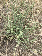 Antistrophus pisum