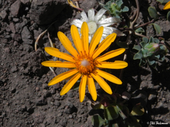 Chaetanthera glabrata