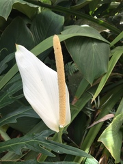Spathiphyllum cannifolium