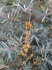 Hippophae
