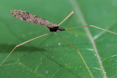 Epiphragma interspersum