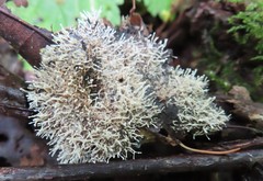 Polycephalomyces tomentosus