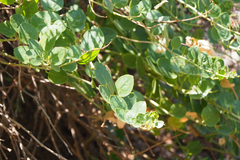 Capparis orientalis