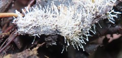 Polycephalomyces tomentosus