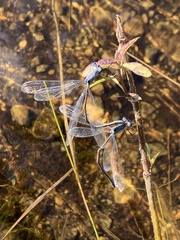 Lestes eurinus