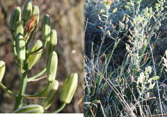 Albuca decipiens