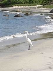 Ardea alba