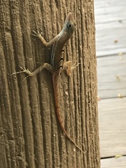 Anolis wattsii