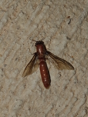 Dorylus fulvus