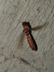 Dorylus fulvus