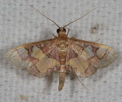 Colomychus talis