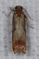 Episimus tyrius