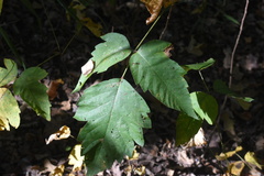 Toxicodendron radicans negundo