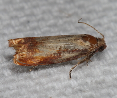 Episimus tyrius