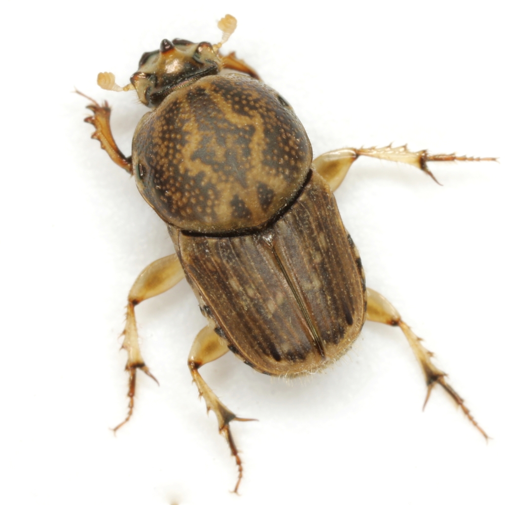 euoniticellus-intermedius-dung-beetles-of-cape-town-inaturalist