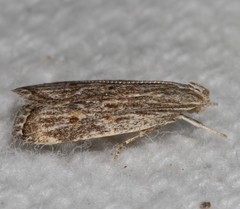 Helcystogramma chambersella