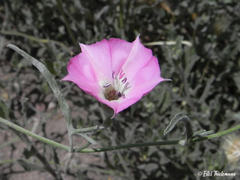 Convolvulus chilensis