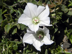Convolvulus demissus