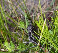 Hetrodes pupus pupus